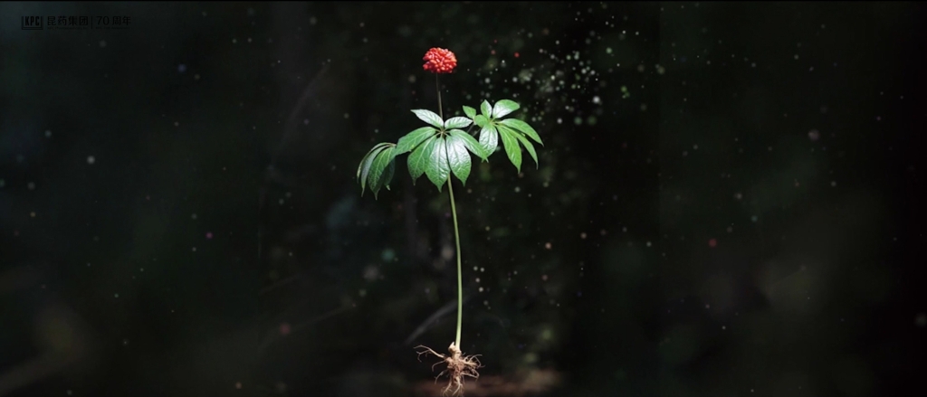 听，三七在说话